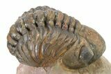 Curled Reedops Trilobite - Atchana, Morocco #319927-1
